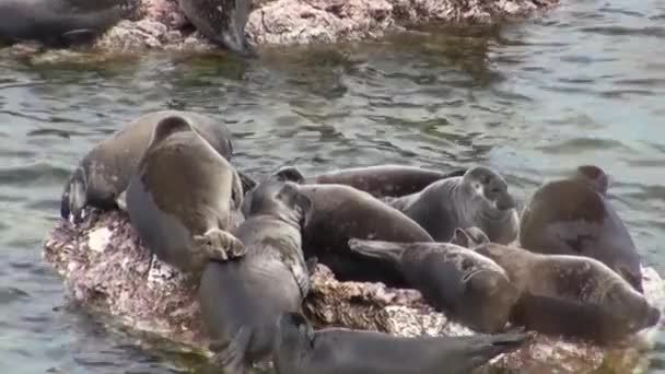 Baikal tätning Pusa sibirica på Ushkany öar. — Stockvideo