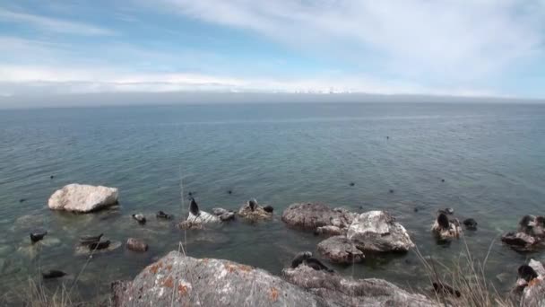 Foca Baikal Pusa sibirica en las Islas Ushkany . — Vídeo de stock