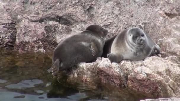 Selo Baikal Pusa sibirica nas ilhas Ushkany . — Vídeo de Stock