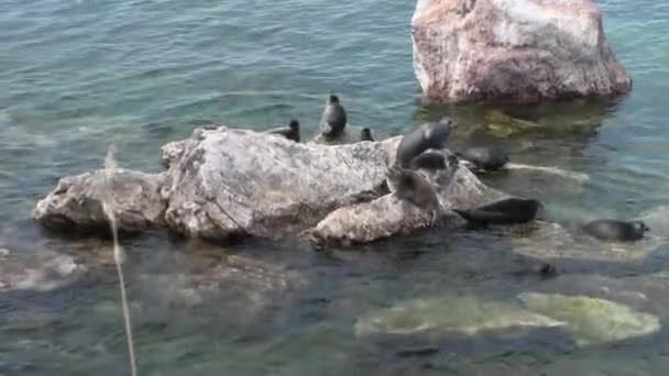 Tuleň bajkalský Pusa sibirica na Ushkany ostrovech. — Stock video