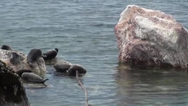 Foca Baikal Pusa sibirica en las Islas Ushkany . — Vídeos de Stock