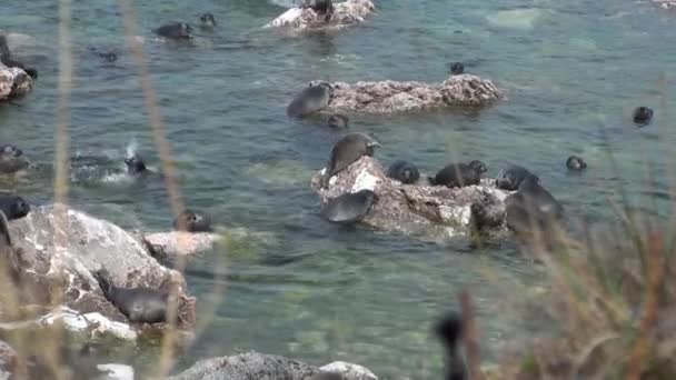 Baikal seal Pusa sibirica on Ushkany Islands. — Stock Video