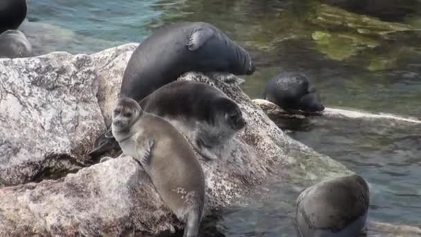 Baikalrobbe pusa sibirica auf Uschkany-Inseln. — Stockvideo