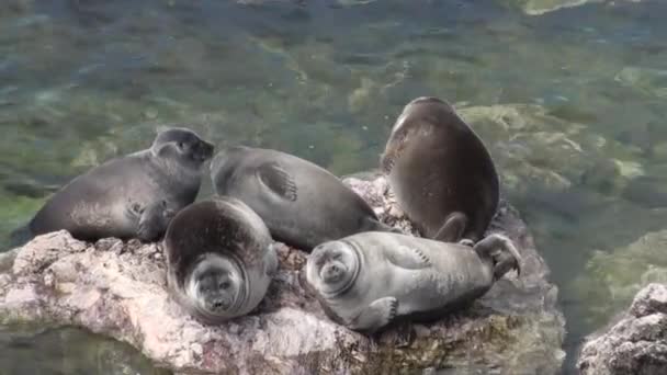 Baikal seal Pusa sibirica posing for the camera. — Stock Video