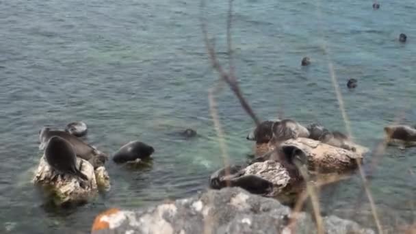 Phoque du Baïkal Pusa sibirica sur les îles Ushkany . — Video