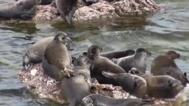 Baykal fok Pusa sibirica Ushkany Adaları.
