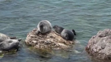 Baykal fok Pusa sibirica Ushkany Adaları.