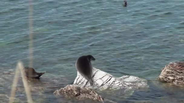 Байкальская тюлень Pusa sibirica на островах Ушканы . — стоковое видео