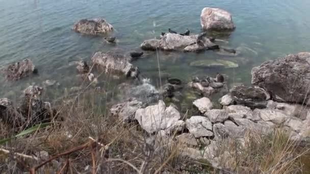 Baikal sigiliu Pusa sibirica pe Insulele Ushkany . — Videoclip de stoc