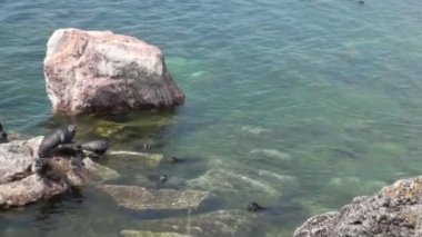 Baykal fok Pusa sibirica Ushkany Adaları.
