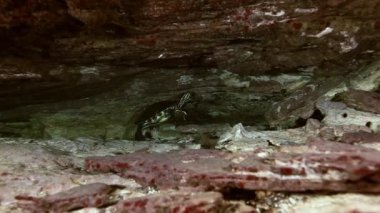 Yellow turtle in cave lake Yucatan Mexican cenote
