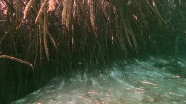 Ağaç kökleri ve Yucatan Meksika hipotermik kayalarda.