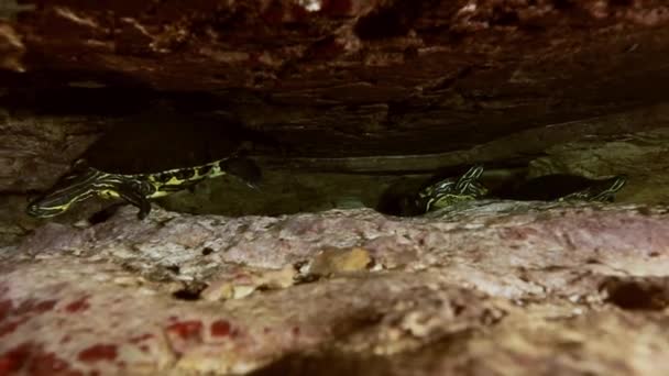 Yellow turtle in cave lake Yucatan Mexican cenote — 图库视频影像