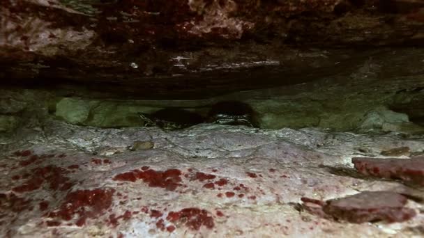 Yellow turtle in cave lake Yucatan Mexican cenote — стокове відео