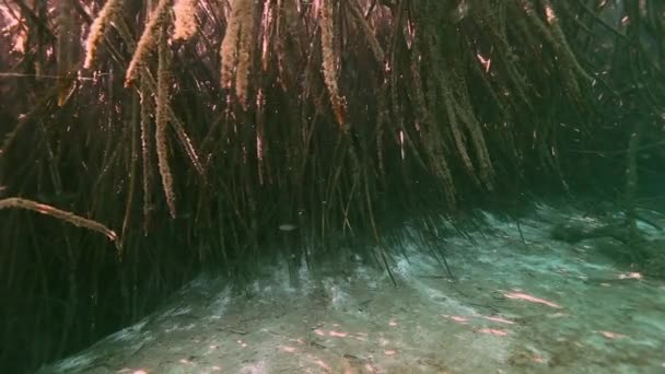 Kořeny stromů a kameny v Yucatan mexické cenote. — Stock video