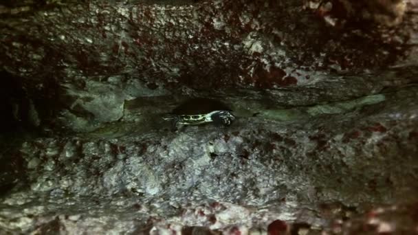 Yellow turtle in cave lake Yucatan Mexican cenote — Stock video