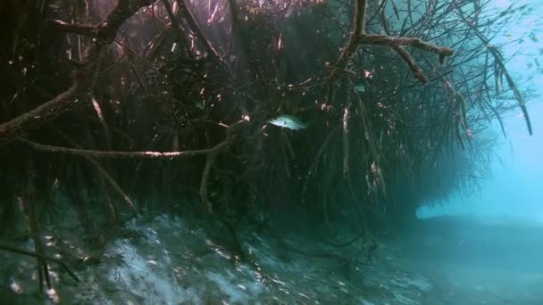 Коріння дерев і скель в Юкатан мексиканський сеноти. — стокове відео