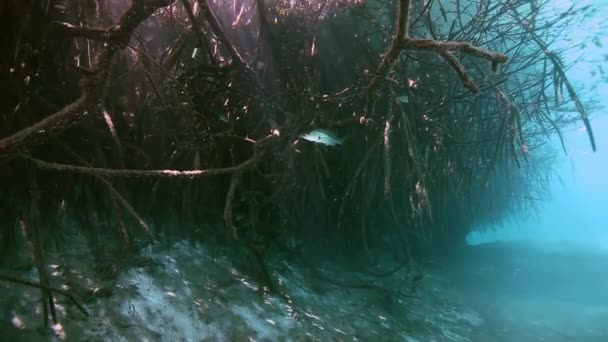 Fa gyökerei és a sziklák, a mexikói Yucatan-cenote. — Stock videók