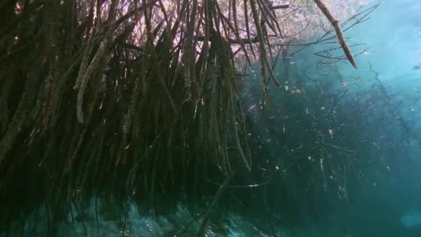 Baumwurzeln und Felsen in Yucatan mexikanische Cenote. — Stockvideo