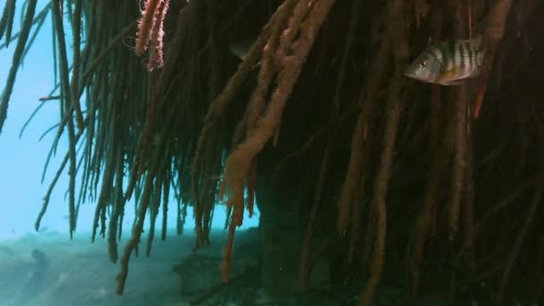 Raízes de árvores e rochas em Yucatan cenote mexicano . — Vídeo de Stock