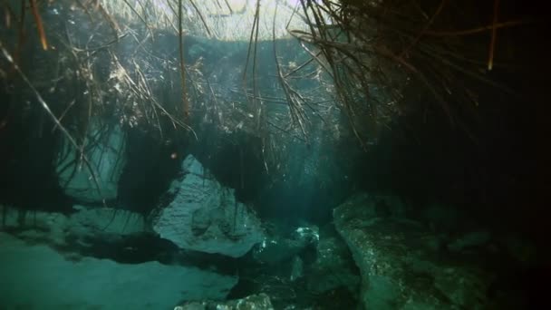 Korzenie drzew i skał w cenote Meksykańskimi Yucatan. — Wideo stockowe