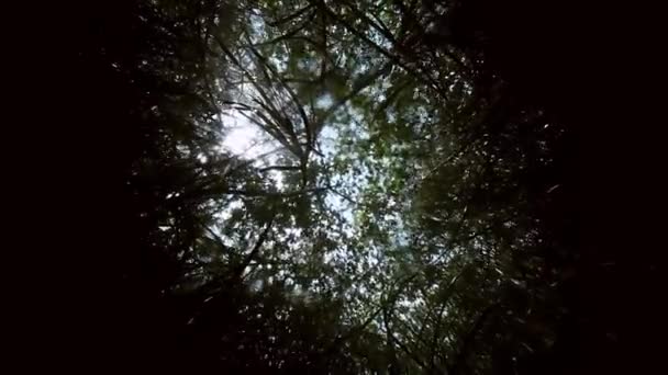 Корни деревьев и скалы в мексиканском сеноте Юкатана . — стоковое видео
