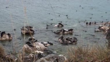 Baykal fok Pusa sibirica Ushkany Adaları.