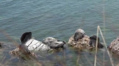 Baykal fok Pusa sibirica Ushkany Adaları.