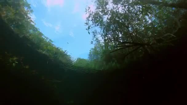 Baumwurzeln und Felsen in Yucatan mexikanische Cenote. — Stockvideo