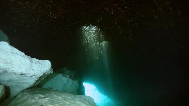 Υποβρύχιο τοπίο και βλάστηση στη λίμνη cenote — Αρχείο Βίντεο