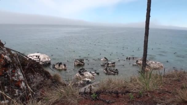 Foca Baikal Pusa sibirica en las Islas Ushkany . — Vídeos de Stock