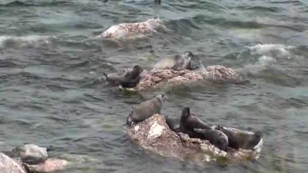 Baikal tätning Pusa sibirica på Ushkany öar. — Stockvideo