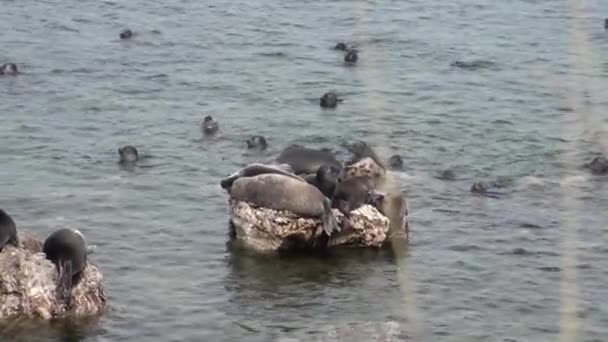 Baikal zegel Pusa sibirica op Ushkany eilanden. — Stockvideo