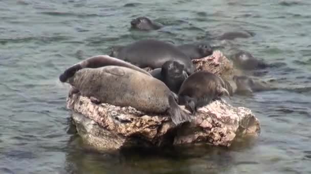 Foca Baikal Pusa sibirica en las Islas Ushkany . — Vídeo de stock