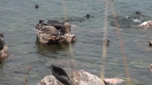 Selo Baikal Pusa sibirica nas ilhas Ushkany . — Vídeo de Stock