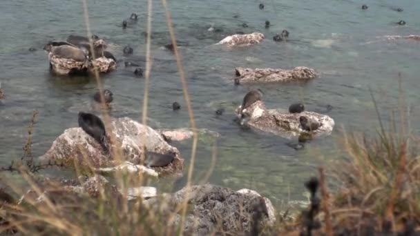 Tuleň bajkalský Pusa sibirica na Ushkany ostrovech. — Stock video