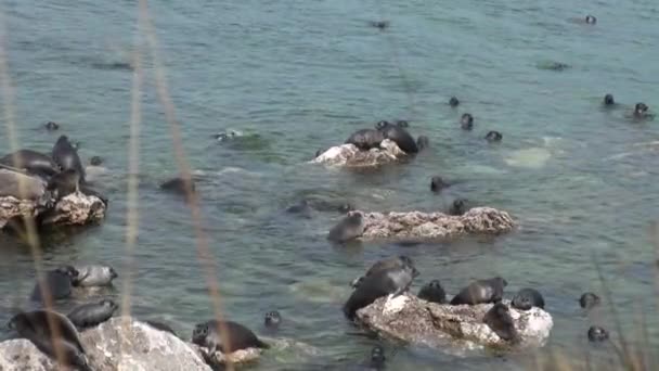 Baikal seal Pusa sibirica on Ushkany Islands. — Stock Video