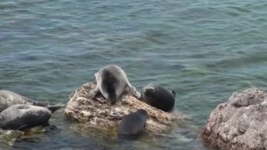 Baykal fok Pusa sibirica Ushkany Adaları.