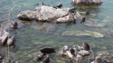Baykal fok Pusa sibirica Ushkany Adaları.