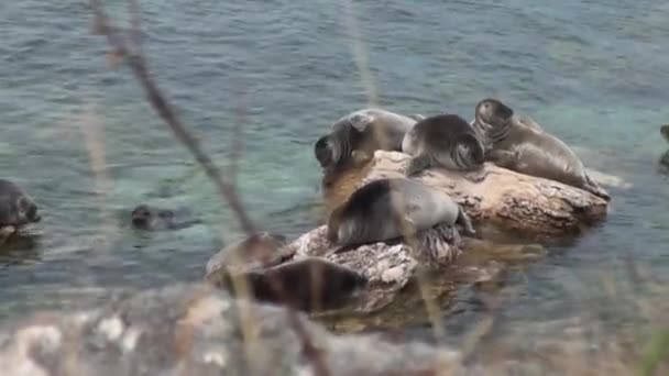 Baikal zegel Pusa sibirica op Ushkany eilanden. — Stockvideo