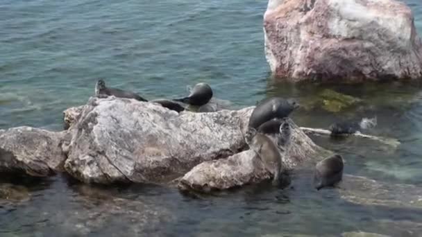 Baikal zegel Pusa sibirica op Ushkany eilanden. — Stockvideo