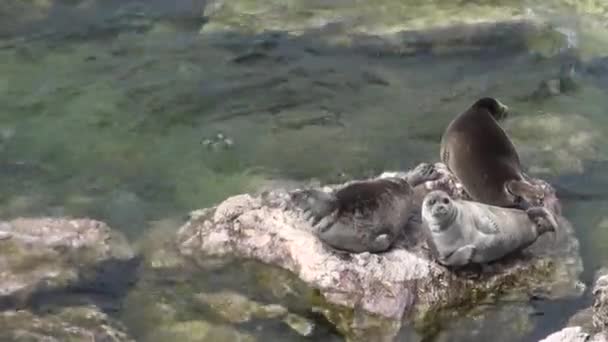 Байкальская тюлень Pusa sibirica на островах Ушканы . — стоковое видео