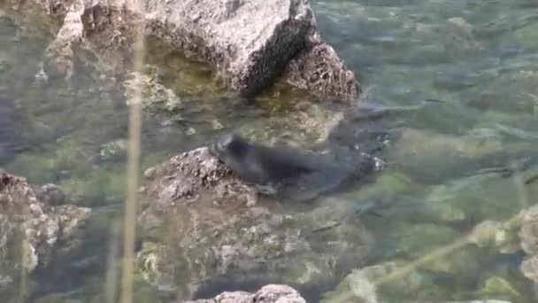 Baikalrobbe pusa sibirica auf Uschkany-Inseln. — Stockvideo