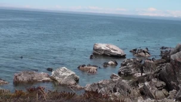 Selo Baikal Pusa sibirica nas ilhas Ushkany . — Vídeo de Stock