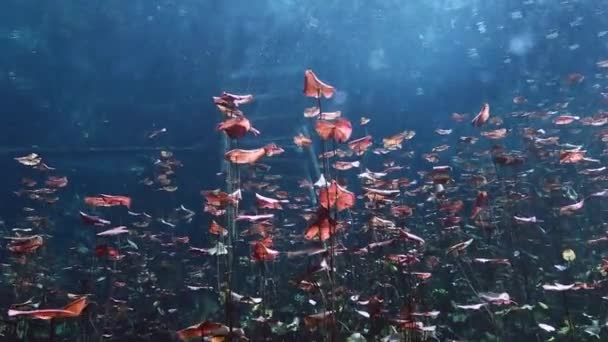 Onderwater landschap en vegetatie in lake cenote — Stockvideo