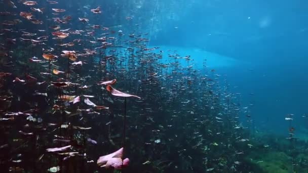 Onderwater landschap en vegetatie in lake cenote — Stockvideo