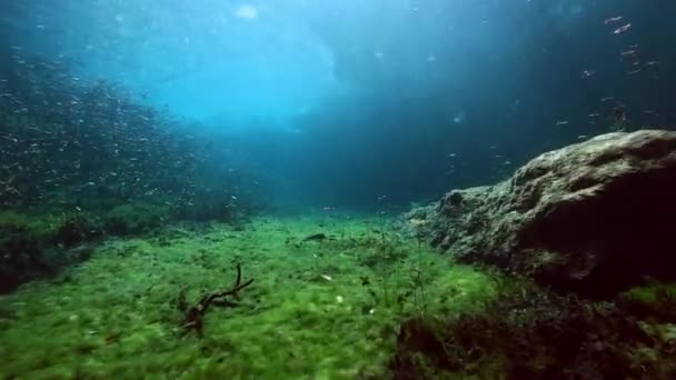 Unterwasserlandschaft und Vegetation im Cenote-See — Stockvideo