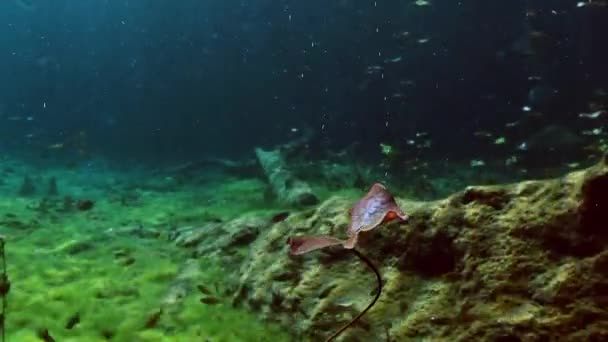 Undervattenslandskap och växtligheten i sjön cenote — Stockvideo