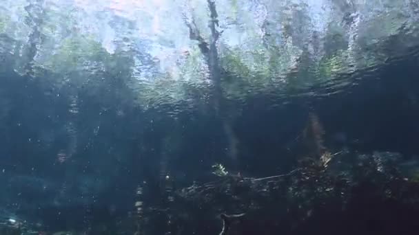 Unterwasserlandschaft und Vegetation im Cenote-See — Stockvideo