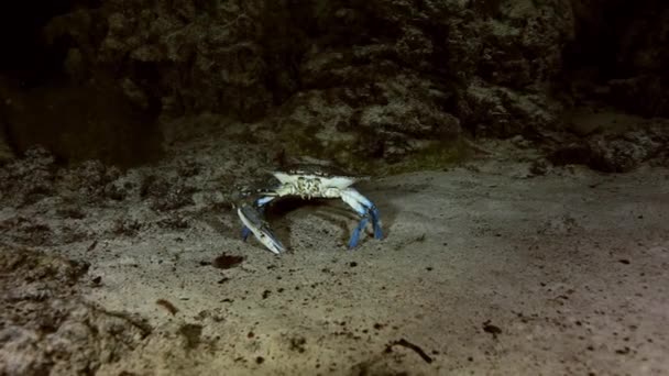 Синий краб в пещере на озере Юкатан — стоковое видео